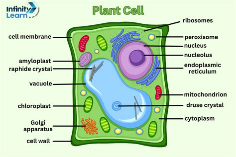 紫背萬年青滲透實驗結果|實驗二 植物細胞 (Plant Cell)